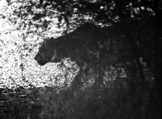 Stalking_tiger