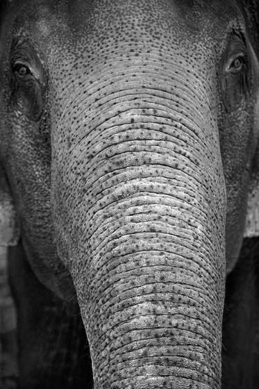Trunk