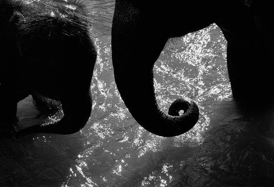 Two_elephants
