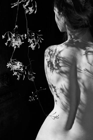 Jasmine_shadows