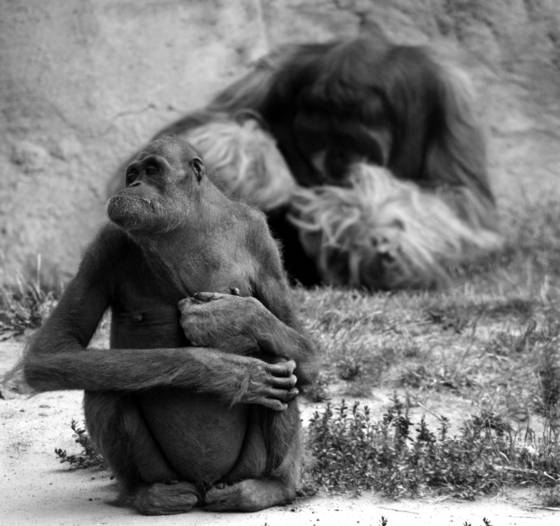Orangutans