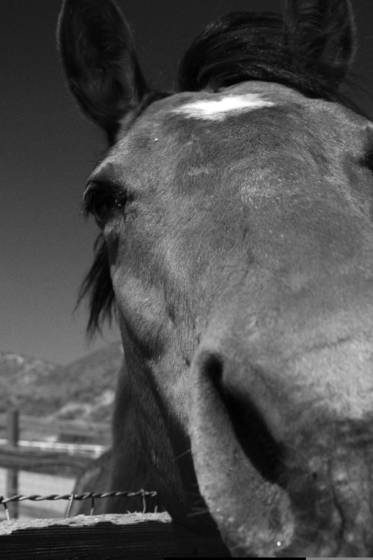 Horse_face