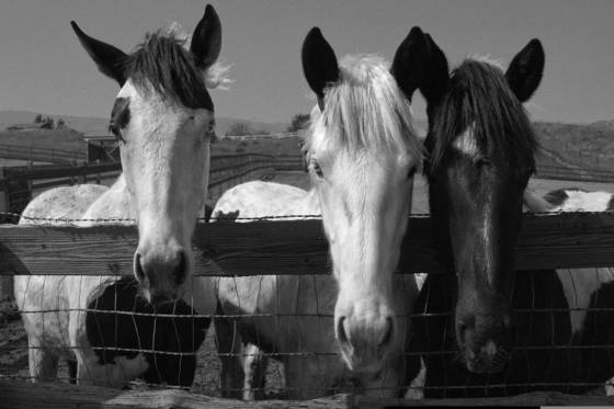 Three_brothers
