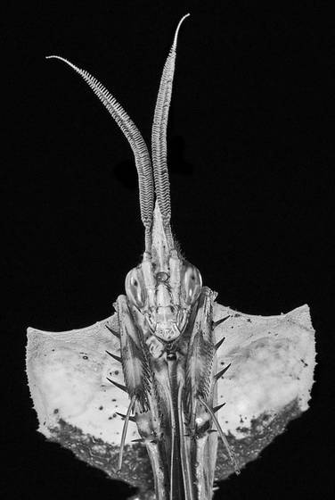 Earnest_2__idolomantis_diabolica_
