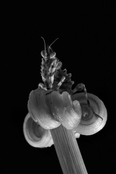 Evil_eye__blepharopsis_mendica_