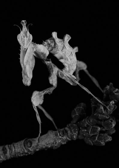 Flirty_girl__idolomantis_diabolica_