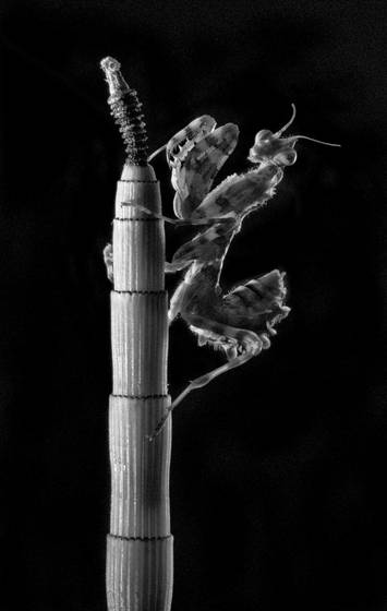 Flower_mantis_on_reed__blepharsus_mendica_
