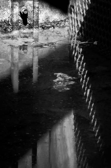 Puddle_reflection