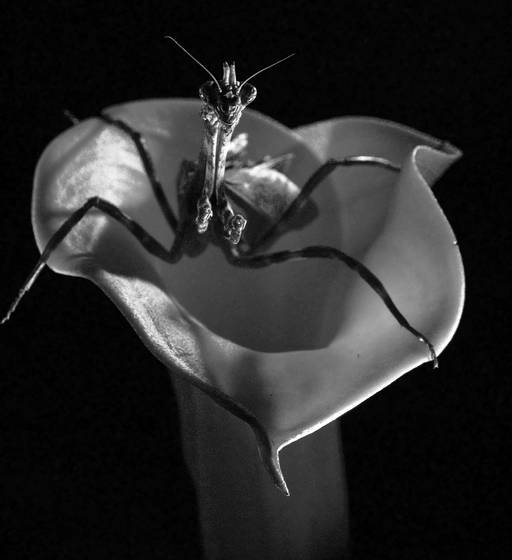Guarding_nectar__texas_unicorn_mantis_