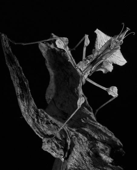 Mantis_surfer__idolomantis_diabolica_