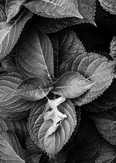 Leaves