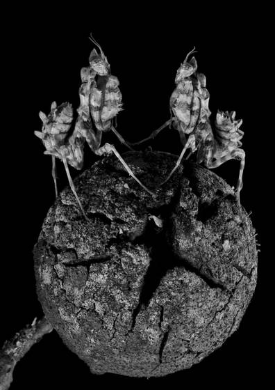 Mirror_mirror__blepharsis_mendica_