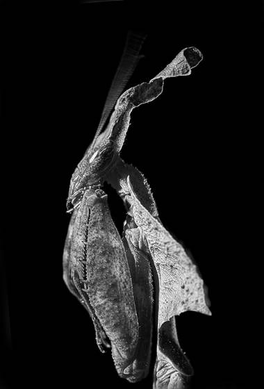 Nefertiti__phyllocrania_paradoxa_