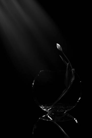 Chiaroscuro