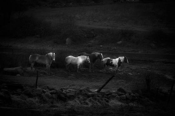 Horses_in_the_rain