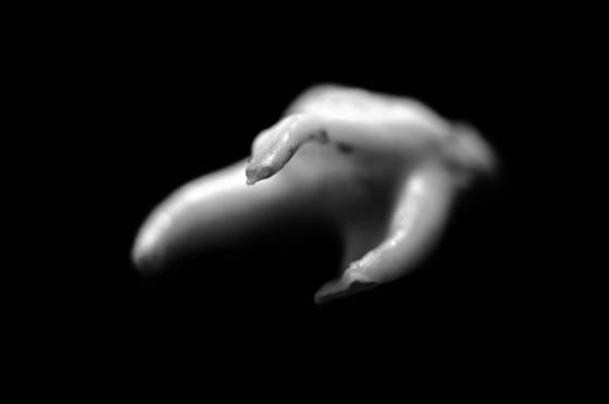 The_tooth_of_lennon