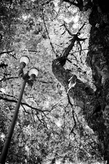 The_streetlight