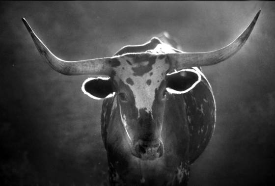 Dawn_longhorn