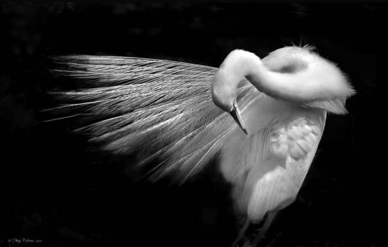 Egret__preen