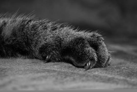 Claw