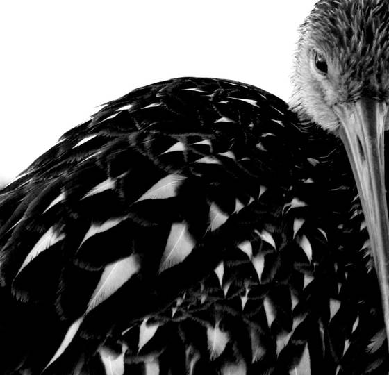 Bird_s_eye_view