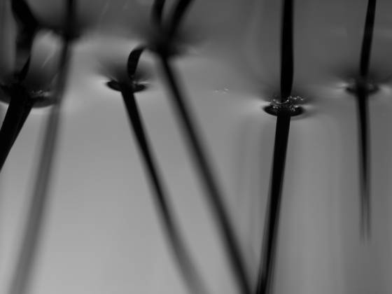 Surface_reeds