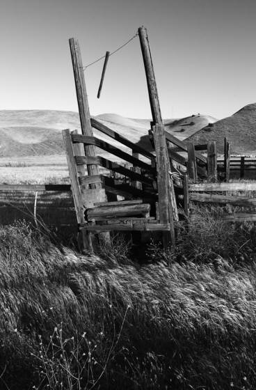 The_tilted_cattle_chute