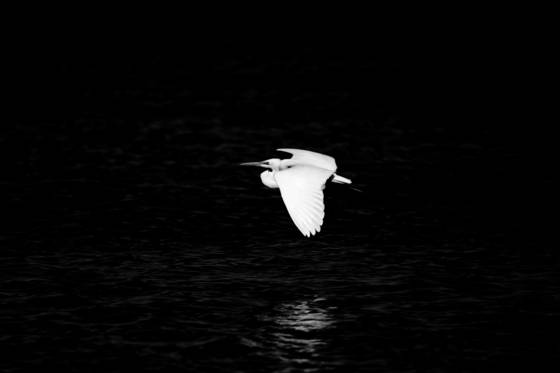 Bird__1