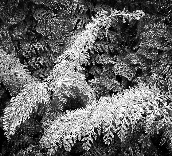 Christmas_fern_no_1