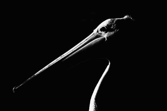 Pelican__3