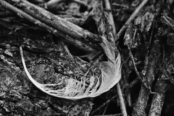 Feather