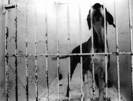 Kennel