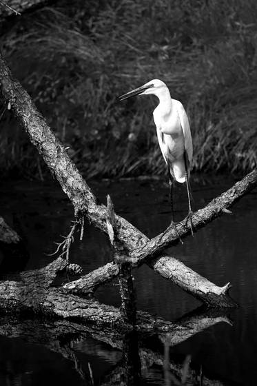 Egret