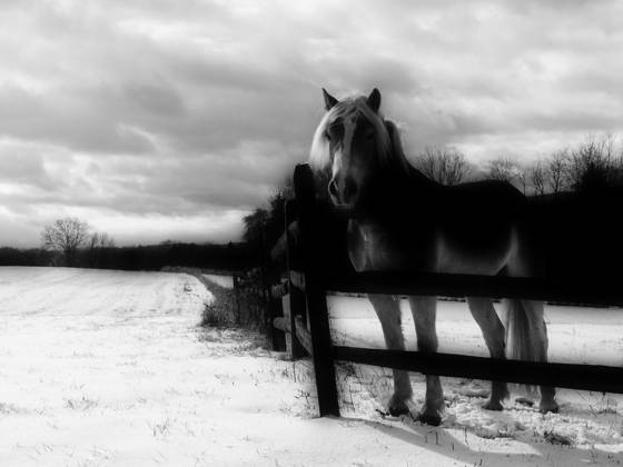 Horse___snow_covered_field