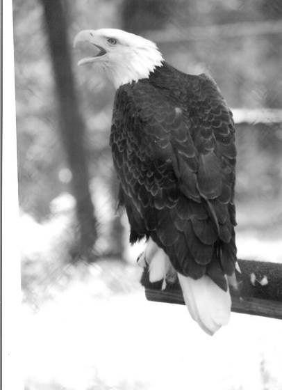 Eagle