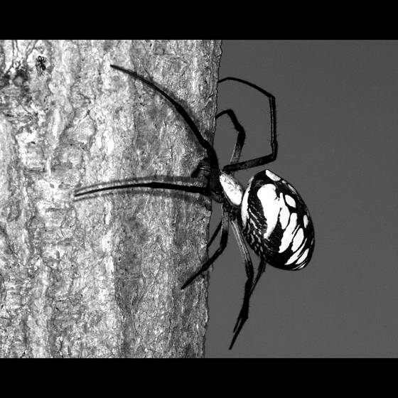 Argiope_spider_and_ant