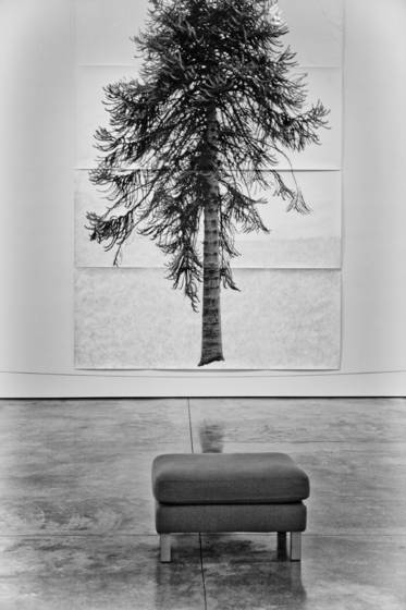 The_tree