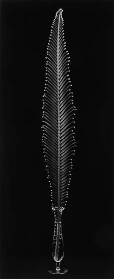 Sago_palm