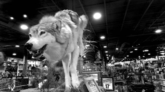 Wolf_running