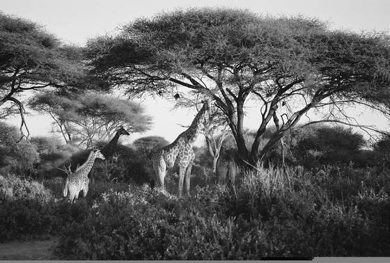 Giraffes