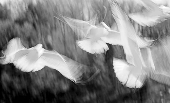 Seagulls_dance