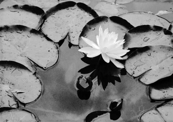 Single_white_water_lily