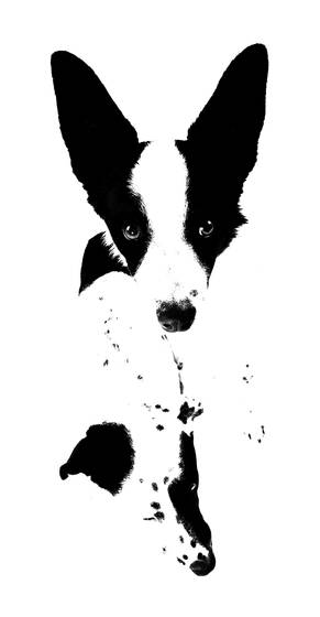 Bw_spot___speck