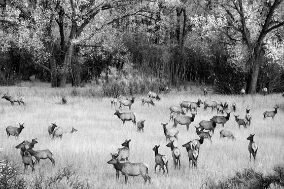 Missouri_river_elk