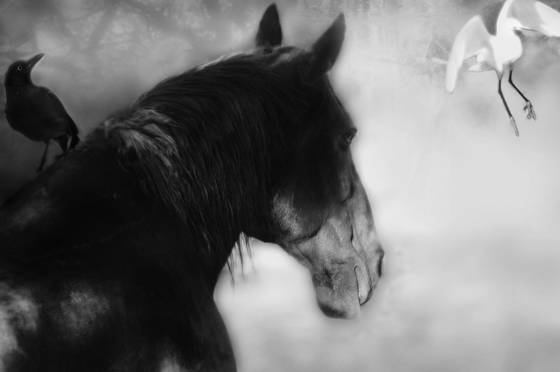 Spiritus_one