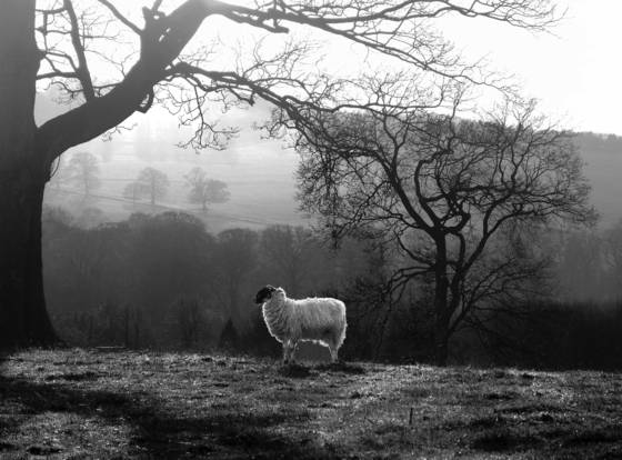 Sheep_in_the_pasture