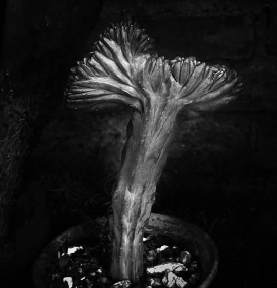 Cactus_in_a_pot