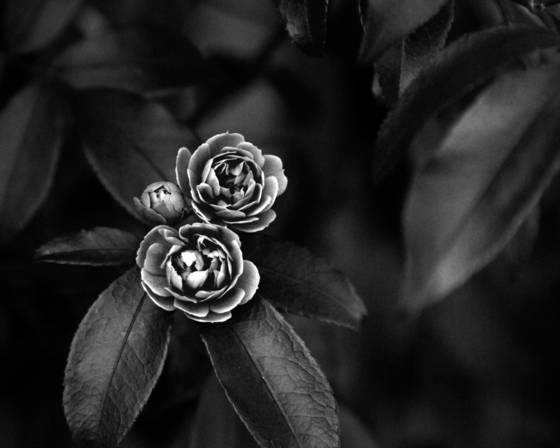 2_blooms_and_a_bud