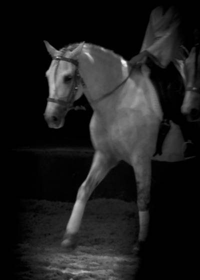 Equino