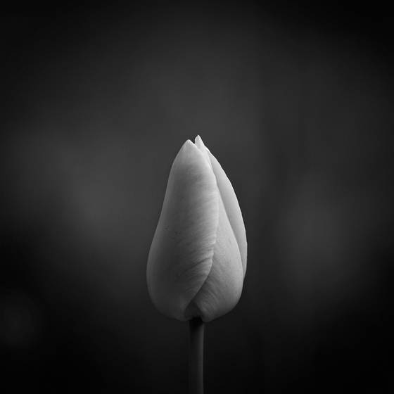 Purity